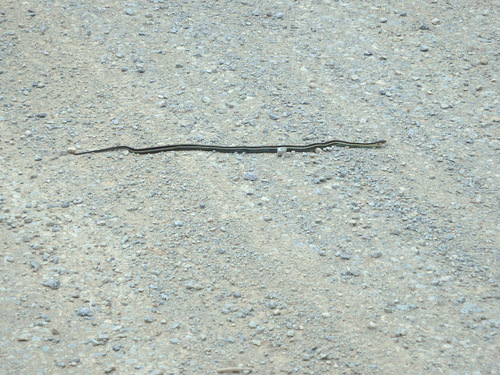 GDMBR: It is a Garter Snake, just enjoying the warm morning sun.